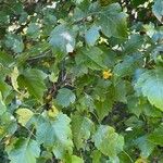 Crataegus phaenopyrum Листок