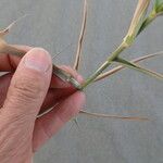 Phragmites karka Feuille