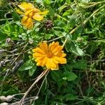 Calendula arvensis Квітка