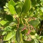 Arbutus unedo葉