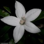 Psychotria deverdiana Blüte