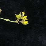 Crotalaria alata Συνήθη χαρακτηριστικά