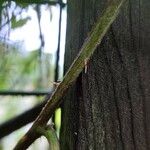 Rubus pruinosus Bark