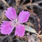 Dianthus lusitanus Flower