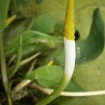 Orontium aquaticum Flower