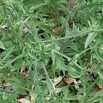 Cichorium endivia Leaf