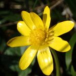 Ranunculus ficaria Flower