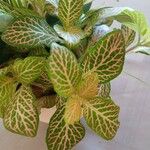 Fittonia albivenis 形态