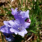 Echium plantagineum Цветок