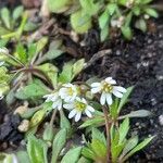 Draba verna Blomst