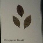 Diospyros laevis Leaf