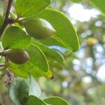 Triphasia trifolia Fruit