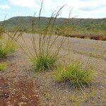 Tetraria comosa Habit