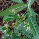 Senecio ovatus Fruit