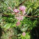 Eupatorium cannabinumLeaf