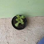 Cotyledon tomentosa Hoja