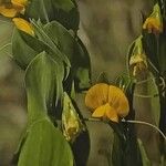 Lathyrus aphaca Flors