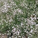 Gypsophila elegans Хабит