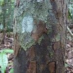 Melicoccus pedicellaris Bark