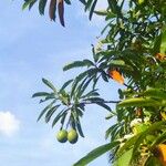 Cerbera manghas Fruto