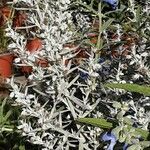 Artemisia ludoviciana Hábito