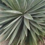 Agave sisalana Levél