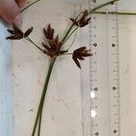 Bolboschoenus glaucus Flower