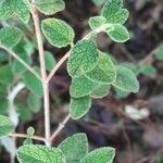 Cistus salviifolius Leaf