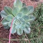 Echeveria gigantea Folio