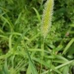 Setaria viridis Levél