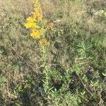 Solidago chilensis Feuille