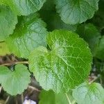 Cymbalaria muralis Leaf