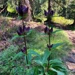 Gentiana pannonica Flower