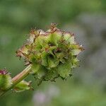 Sanguisorba diandra Natur