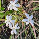 Jasminum fluminense फूल