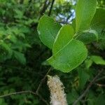 Salix hastata List