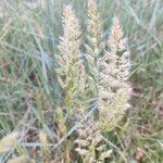 Trisetum paniceum 花