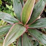 Cordyline fruticosaFuelha