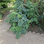 Melianthus majorYaprak