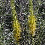 Stanleya pinnata Flor