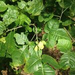 Ptelea trifoliata Blad