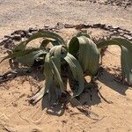 Welwitschia mirabilis पत्ता