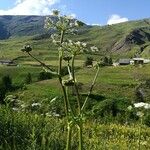 Heracleum sphondylium Hábito