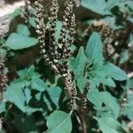 Amaranthus viridis Цвят