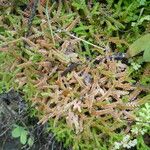 Selaginella denticulata പുറംതൊലി