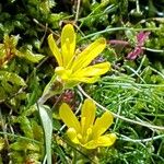 Gagea bohemica Libunga