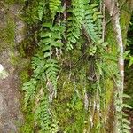 Asplenium bipartitum Habitat