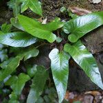 Asplenium sagittatum Hábito