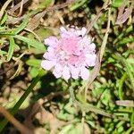 Scabiosa triandra Fula