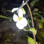 Arabis caucasica Flower